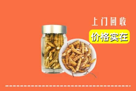 威海市乳山回收散虫草