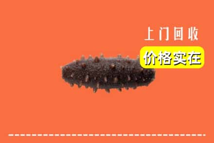 威海市乳山回收海参