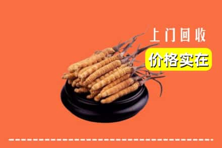 威海市乳山回收冬虫夏草